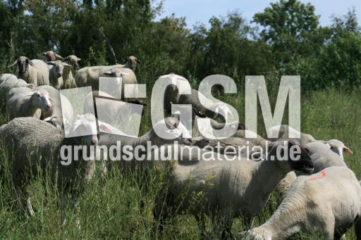 Schafherde-3.jpg